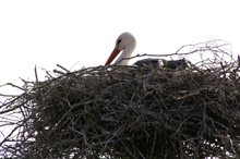 Vit stork pa bo